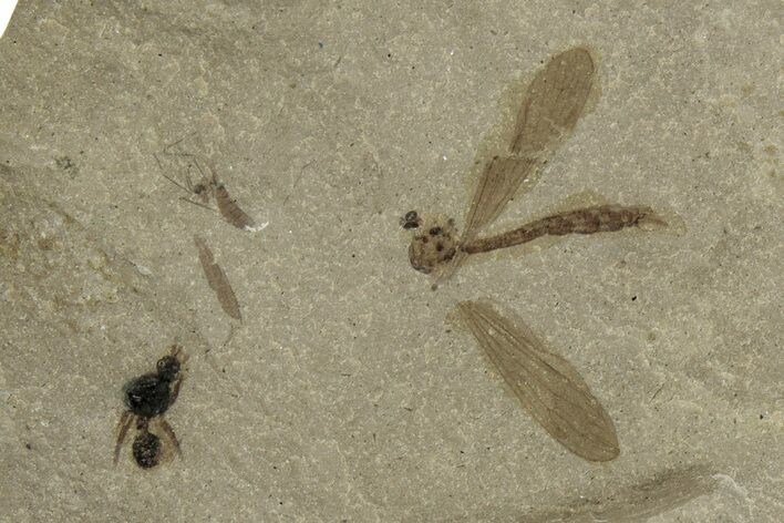 Fossil Ant and Crane Fly Association - Green River Formation #244709